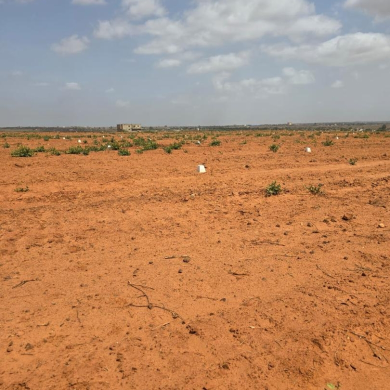 780